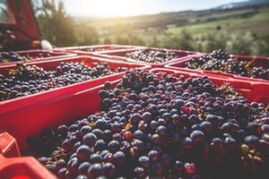 purple grapes at local boutique winery near me